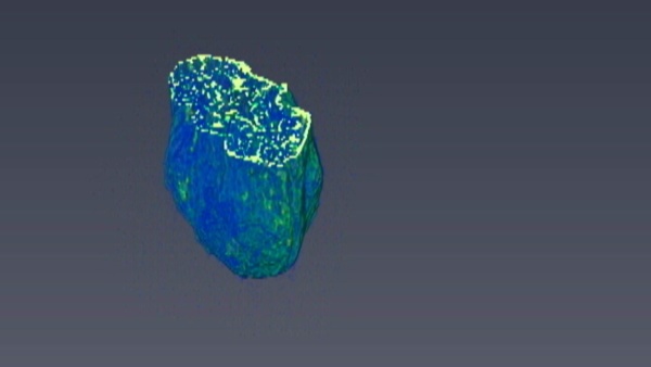 Tento plod je příbuzný s dnešními vlašskými ořechy. Zdroj: Národní muzeum Scan. Tento plod je příbuzný s dnešními vlašskými ořechy. Zdroj: Národní muzeum