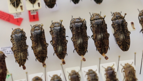 Brouci rodu Eulichas. Zdroj: Národní muzeum Fotografie. Brouci rodu Eulichas. Zdroj: Národní muzeum