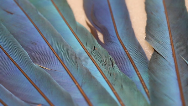 Detail šamanské čelenky. Zdroj: Národní muzeum Fotografie. Detail šamanské čelenky. Zdroj: Národní muzeum