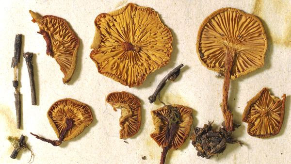 fotografie houby - Clitocybe_gracillima