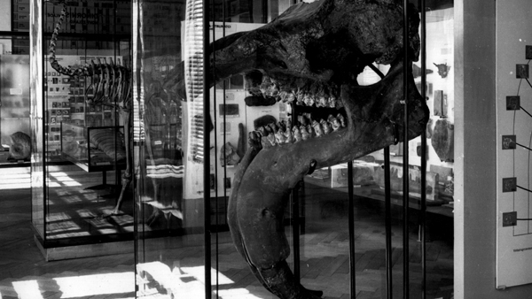 Nalezené fotografie zachycují i dnes již neexistující expozice Historické budovy Národního muzea. Foto: A. Bláha / Zdroj: Národní muzeum Nalezené fotografie zachycují i dnes již neexistující expozice Historické budovy Národního muzea.