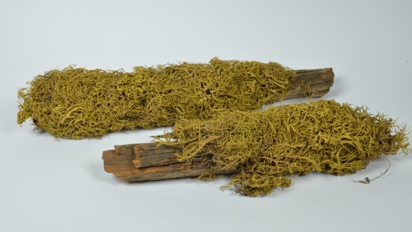 Letharia vulpina - větvičník žlutý. Vzácný a ohrožený lišejník. Pro obsah jedovatých látek se v minulosti používal k trávení vlků. V současnosti je hojnější jen v Alpách. Exemplář ze sbírek mykologického oddělení NM. Zdroj: Národní muzeum Fotografie. Letharia vulpina - větvičník žlutý. Vzácný a ohrožený lišejník. Pro obsah jedovatých látek se v minulosti používal k trávení vlků. V současnosti je hojnější jen v Alpách. Exemplář ze sbírek mykologického oddělení NM. Zdroj: Národní muzeum