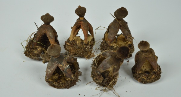 Geastrum fornicatum - hvězdovka klenbová. Vzácnější houba, která roste na tlusté vrstvě opadu v teplejších listnatých lesích. Exemplář ze sbírek mykologického oddělení NM. Zdroj: Národní muzeum Fotografie. Geastrum fornicatum - hvězdovka klenbová. Vzácnější houba, která roste na tlusté vrstvě opadu v teplejších listnatých lesích. Exemplář ze sbírek mykologického oddělení NM. Zdroj: Národní muzeum