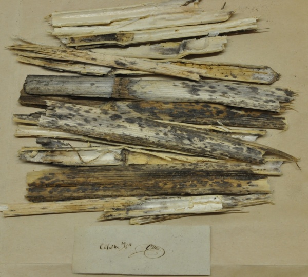 Fotografie. Opizův sběr z pražské lokality Cibulka, která se nachází v Košířích a jedná se o blíže neurčené askomycety na rostlinných stéblech. Zdroj: Národní muzeum