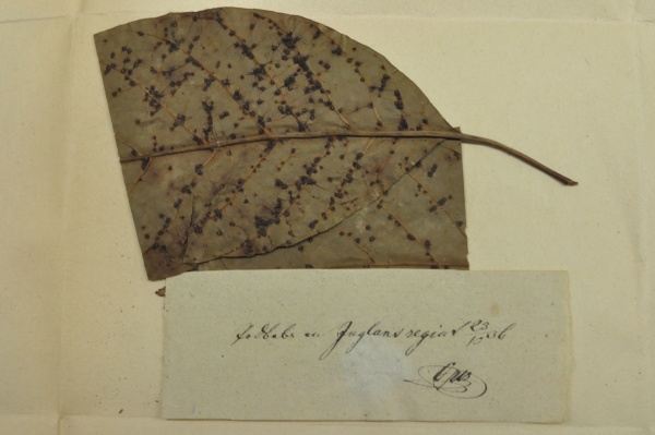 Podpis a písmo F. M. Opize, které je naprosto specifické a dobře rozeznatelné od ostatních autorů. Zdroj: Národní muzeum Podpis a písmo F. M. Opize, které je naprosto specifické a dobře rozeznatelné od ostatních autorů. Zdroj: Národní muzeum