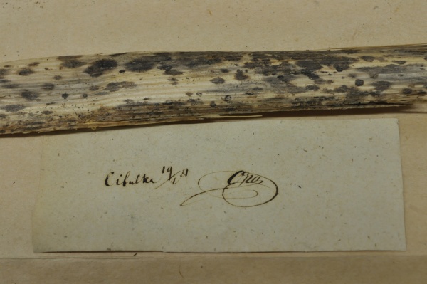 Opizův sběr z pražské lokality Cibulka, která se nachází v Košířích a jedná se o blíže neurčené askomycety na rostlinných stéblech. Zdroj: Národní muzeum Fotografie. Opizův sběr z pražské lokality Cibulka, která se nachází v Košířích a jedná se o blíže neurčené askomycety na rostlinných stéblech. Zdroj: Národní muzeum