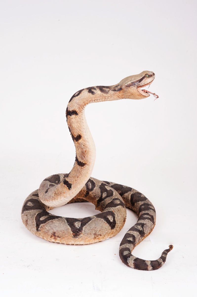 Fotografie. Fotografie. Křovinář němý (Lachesis muta). Zdroj: Národní muzeum