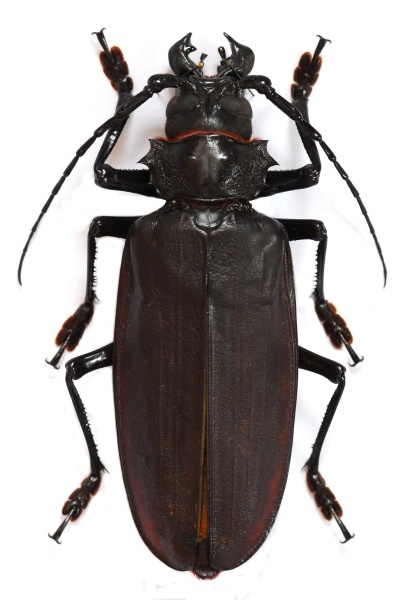 Fotografie. Titanus giganteus - Titátn obrovský. Zdroj: Národní muzeum