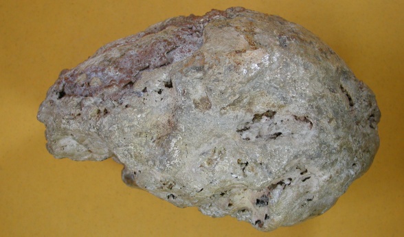 Travertinový výlitek mozkovny neandrtálce nalezený v Gánovcích na Slovensku. Zdroj: Národní muzeum Fotografie. Mozek neandrtálce nalezený v Gánovcích na Slovensku. Zdroj: Národní muzeum