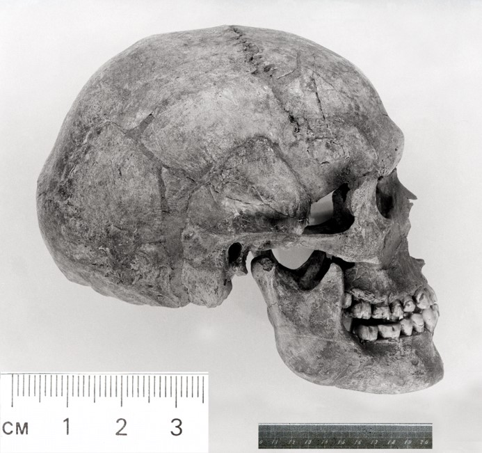 Jedna z mužských lebek zástupců antropologicky moderního člověka z mladšího paleolitu, nalezených v pohřebním areálu na lovecké stanici v Předmostí u Přerova (cca 30-27 tis. let př. n. l.). Foto Archiv Národního muzea.