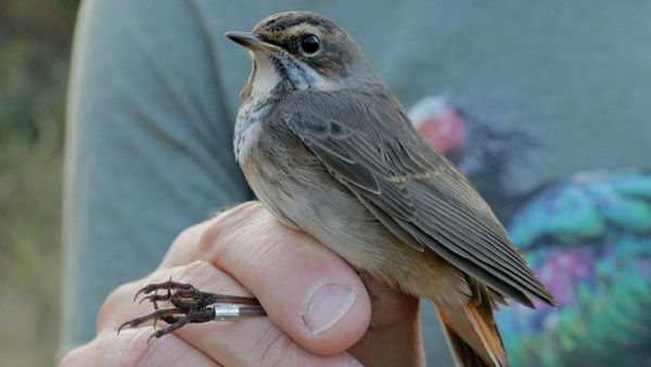 Slavík modráček je v místní lokalitě rarita. Proto mezi kroužkovateli vzbudil tento mladý, dosud plně nevybarvený, jedinec velký zájem.Zdroj: Národní muzeum Fotografie slavíka modráčka