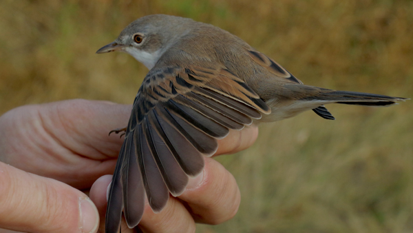 Pěnice hnědokřídlá. Zdroj: Národní muzeum Fotografie ptáka s roztaženými křídly