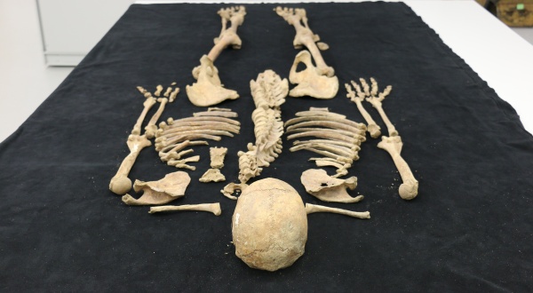 Kostra byla převezena k dalšímu zkoumání do Národního muzea. Zdroj: Národní muzeum Fotografie. Kostra zkoumaného bojovníka. Zdroj: Národní muzeum