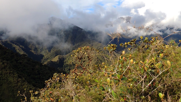 Chráněné lesy přírodní rezervace Pui Pui. Zdroj: Jiří Moravec Chráněné lesy přírodní rezervace Pui Pui