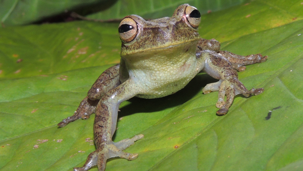 Rosnička rodu Hypsiboas. Zdroj: Jiří Moravec Foto: rosnička rodu Hypsiboas