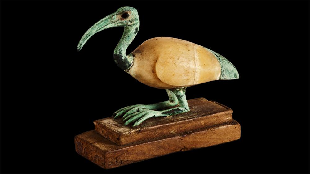Sacred ibis. Photo: national muzeum