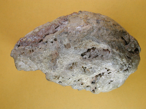 Fossilised cranium of a Neanderthal man. Photo: national muzeum