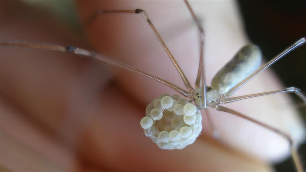 Samice třesavky velké s s vajíčky, která jsou k sobě slepená a omotaná několika vlákny. Vajíčka drží samička ve svých klepítkách. Pokud chce přijímat potravu, vajíčka odloží (zavěsí do pavučiny), nažere se a pak zase vajíčka dál hlídá. Nějaký čas podobným způsobem hlídá i čerstvě vylíhlá mláďata. Foto: Petr Dolejš