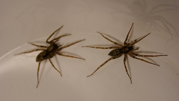 Pár zápředek domácích (Liocranum rupicola) – samec vpravo, samice vlevo. Foto: Petr Dolejš