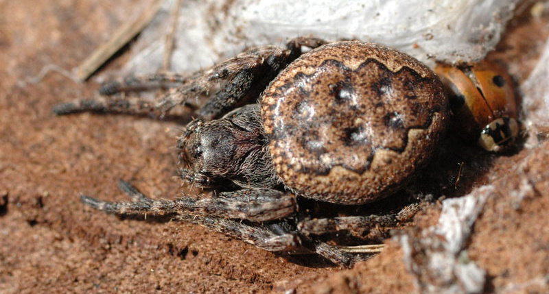 Samice křižáka podkorního vedle svého kokonu. Foto: Rudolf Macek