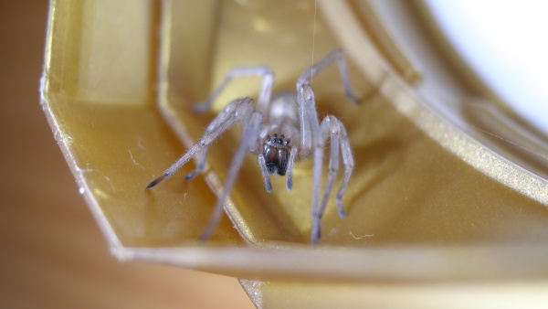 Portrét zápřednice Mildeovy, dobře je vidět jejích osm očí. Foto: Petr Dolejš