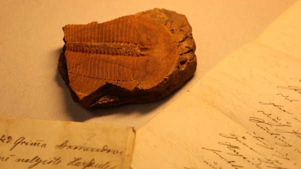 Trilobit harpides grimmi. Zdroj: Národní muzeum