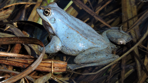 Samec skokana ostronosého ve svatebním šatě. Foto: Jiří Moravec Samec skokana ostronosého ve svatebním šatě.