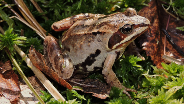 Samice skokana ostronosého. Foto: Jiří Moravec Samice skokana ostronosého.