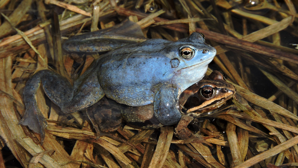Pár skokana ostronosého před kladením vajíček. Foto: Jiří Moravec Pár skokana ostronosého před kladením vajíček.