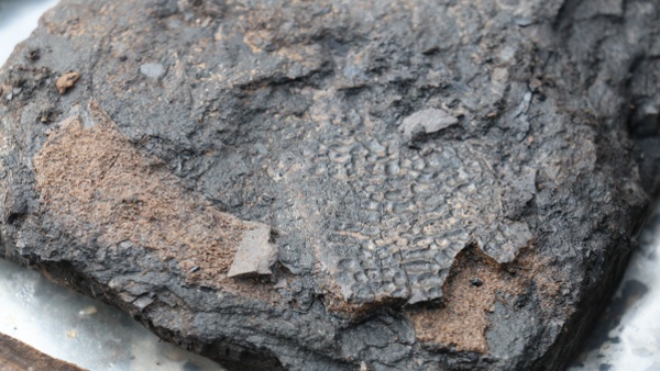 Štítek želvy rodu trionyx. Zdroj: Národní muzeum