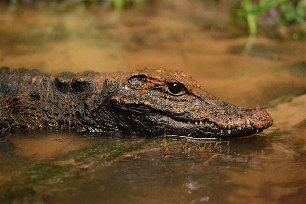 dorůstá jen kolem 1.5 metru a patří tak mezi nejmenší. Foto V. Gvoždík