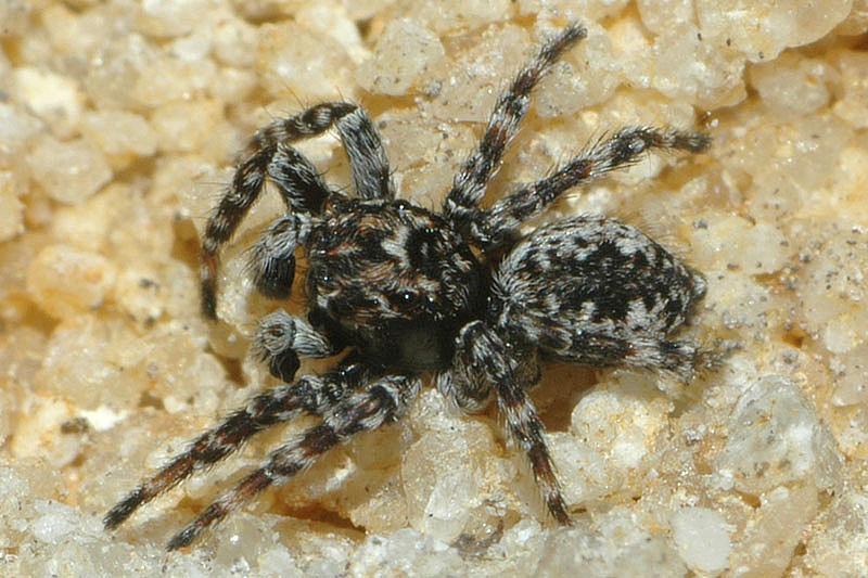 Samec skákavky okenní je zbarvený o něco pestřeji než samička. Foto: Rudolf Macek