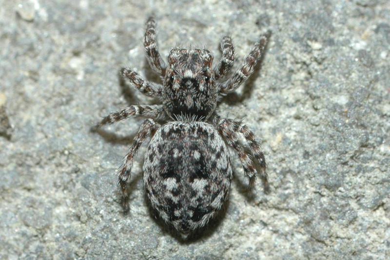Březí samička skákavky okenní. Brzy si vytvoří pavučinový zámotek, ve kterém bude hlídat vajíčka. Foto: Rudolf Macek