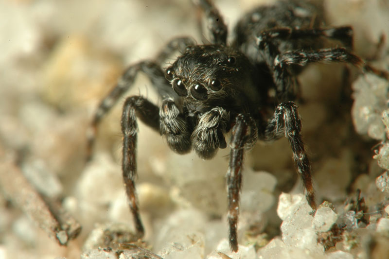 Samec skákavky okenní. Nápadné jsou jeho velké oči, kterými výborně vidí. Foto: Rudolf Macek