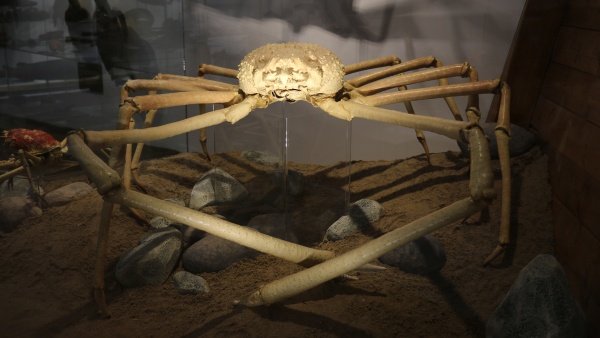 Velekrab japonský. Zdroj: Národní muzeum