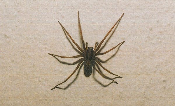 Samice pokoutníka tmavého na stěně panelákového bytu. Foto: Petr Dolejš