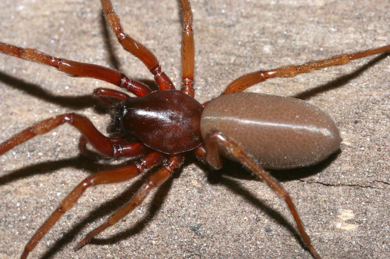 Samice šestiočky ryšavé. Nápadné je rezavé zbarvení těla. Foto: Rudolf Macek