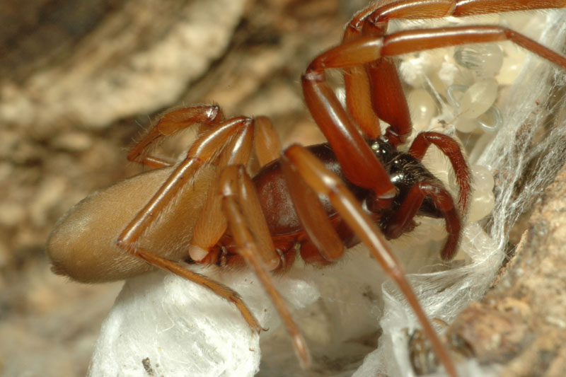 Samice šestiočky ryšavé se svými mláďaty v pavučinovém zámotku. Foto: Rudolf Macek