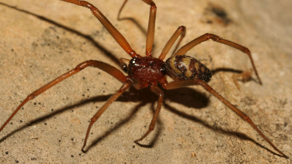 Samec snovačky domácí. Foto: Rudolf Macek