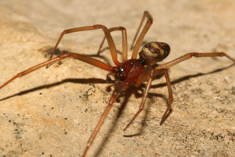 Samec snovačky domácí má o poznání delší nohy a menší zadeček než samice. Foto: Rudolf Macek Samec snovačky domácí má o poznání delší nohy a menší zadeček než samice. Foto: Rudolf Macek