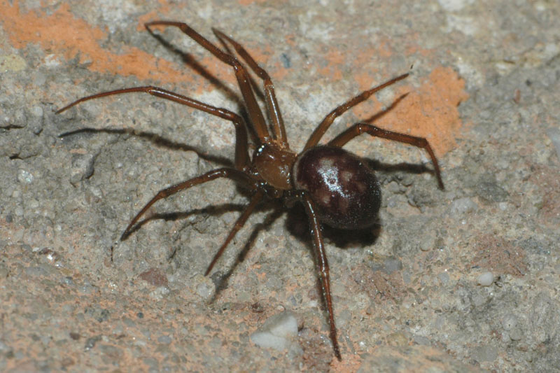 Samice snovačky domácí. Foto: Rudolf Macek Samice snovačky domácí. Foto: Rudolf Macek