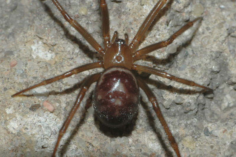 Typická kresba snovačky domácí: světlý podkovovitý pruh na přídi zadečku následovaný třemi trojúhelníkovitými skvrnami. Foto: Rudolf Macek Typická kresba snovačky domácí: světlý podkovovitý pruh na přídi zadečku následovaný třemi trojúhelníkovitými skvrnami. Foto: Rudolf Macek