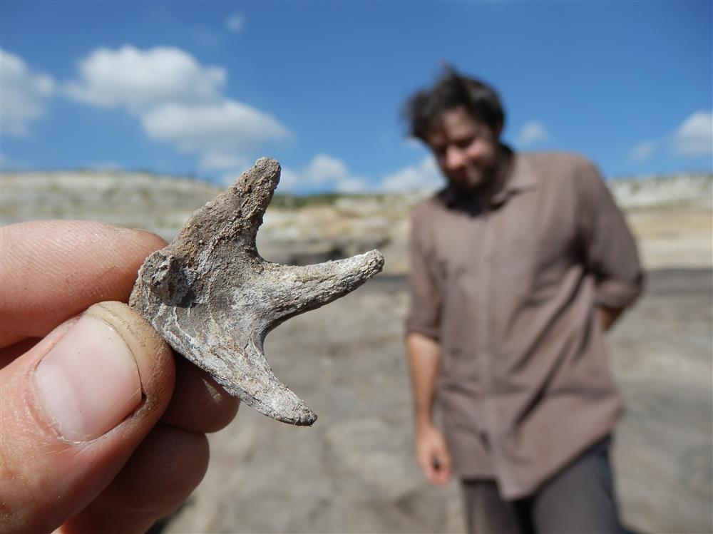 Parůžek malého třetihorního sudokopytníka (starý 20 mil. let) nalezený na lokalitě Ahníkov. 