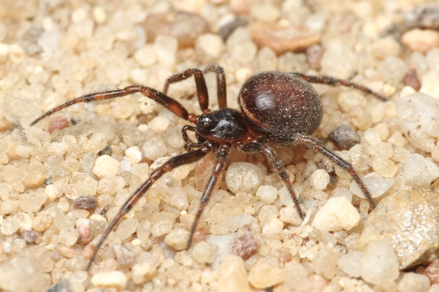 Samice snovačky pokoutní, která opustila starou síť a vydala se hledat nový domov. I když se cestou trochu ušpinila, stále je dobře patrný příčný světlý proužek v přední části zadečku. Foto Juraj Ando. Samice snovačky pokoutní. Foto Juraj Ando.