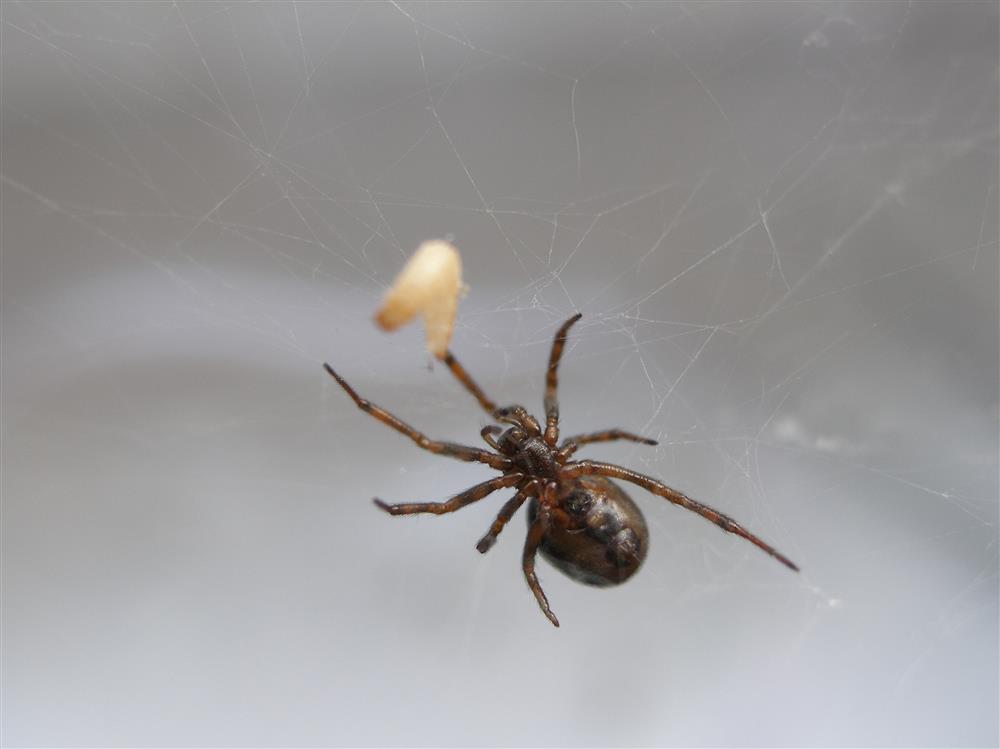 Samice snovačky pokoutní. Foto Petr Dolejš.