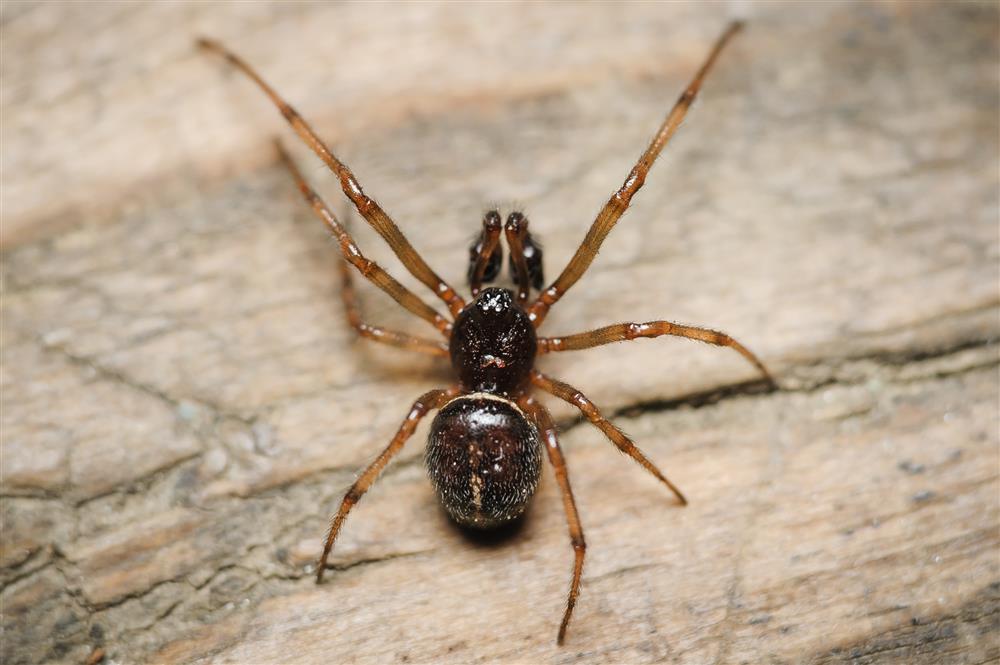 Samec snovačky pokoutní má na makadlech druhotný kopulační orgán. Foto Radek Šich. Samec snovačky pokoutní. Foto Radek Šich.