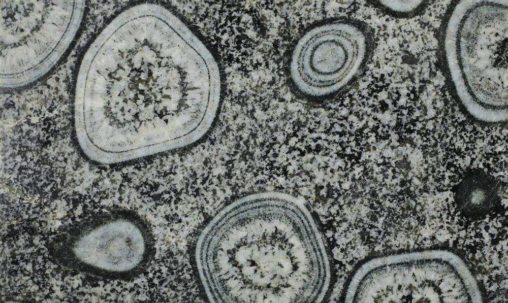 Tato orbikulární hornina (granodiorit) z jižní Korsiky byla původně součástí sbírky přírodnin knížete Metternicha na kynžvartském zámku. Foto: F. Vacek. Tato orbikulární hornina (granodiorit) z jižní Korsiky byla původně součástí sbírky přírodnin knížete Metternicha na kynžvartském zámku. Foto: F. Vacek.